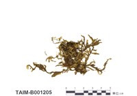 藏品(扭葉苔)的圖片